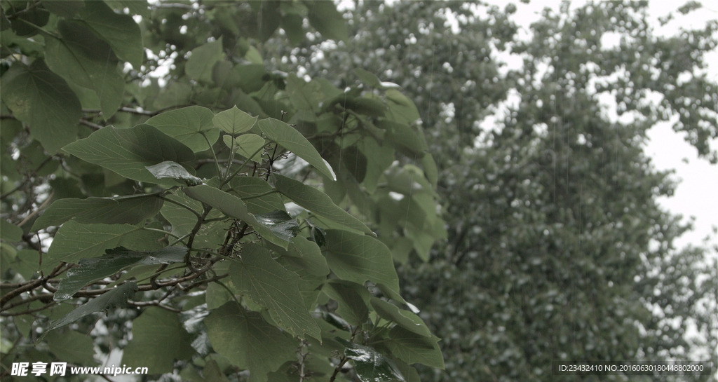 茂密树林的雨景