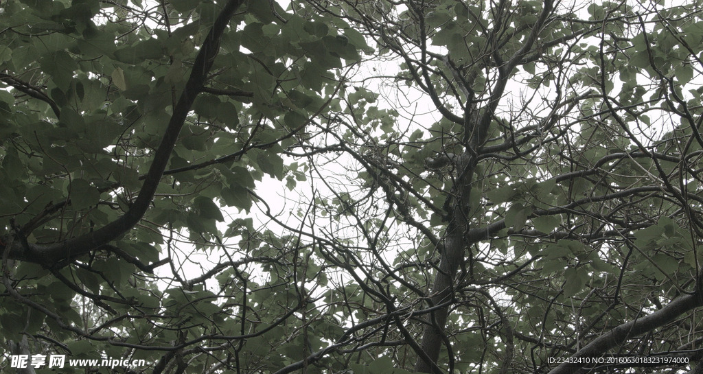 树林雨景