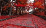 枫叶漫天