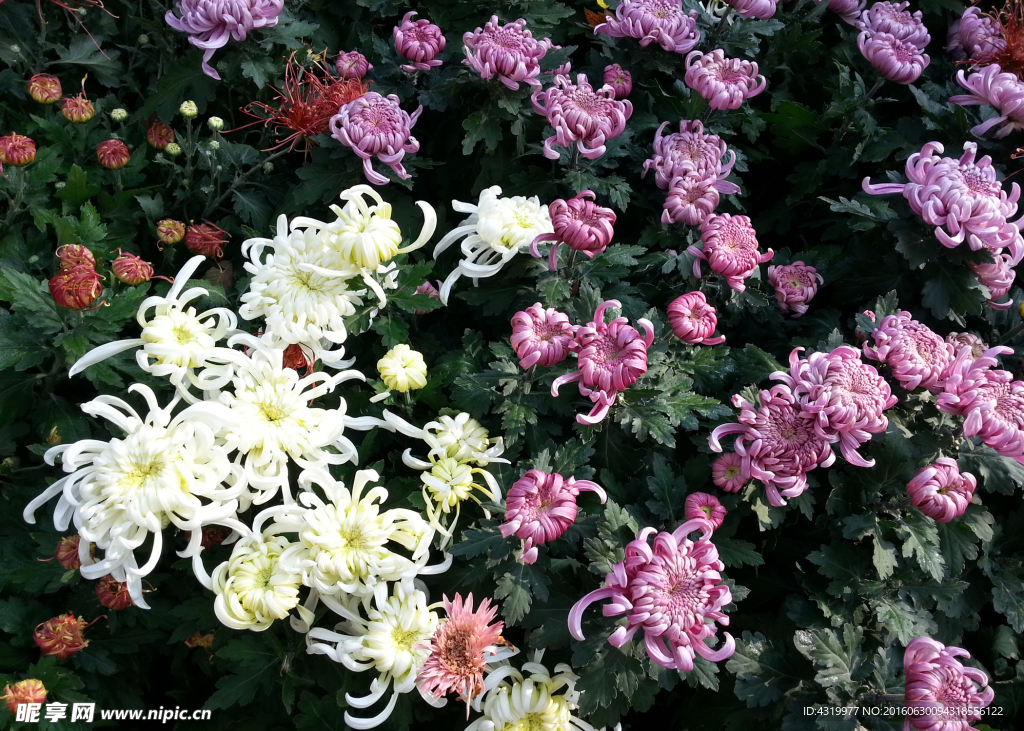 菊花