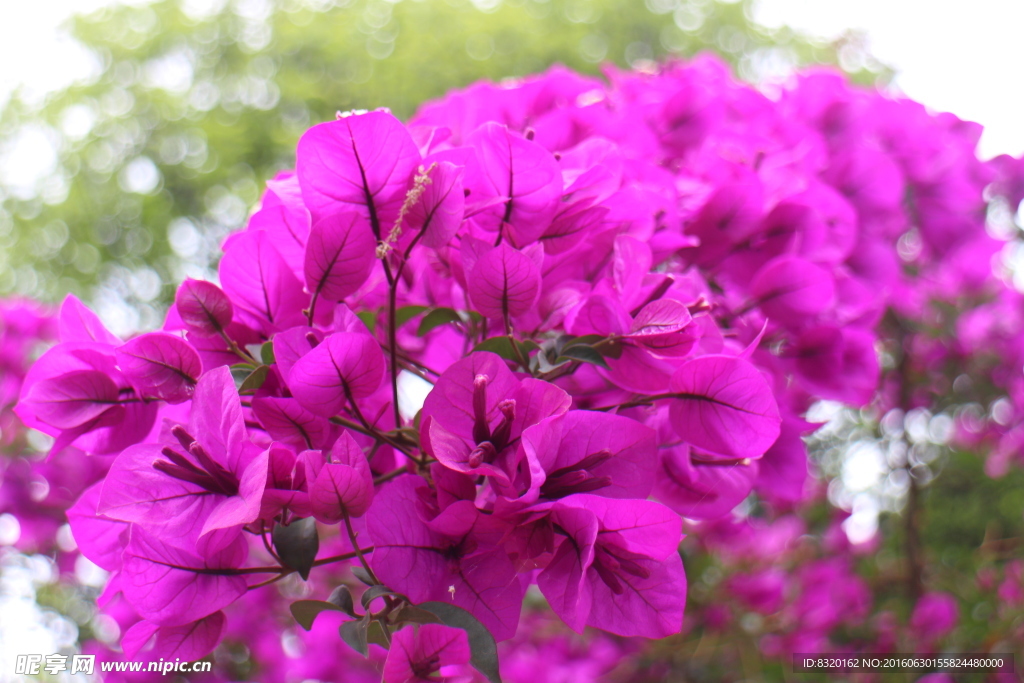 山花 红艳艳