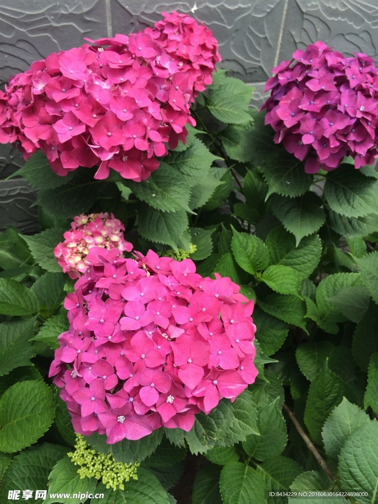 绣球花