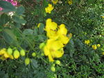 黄花