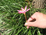 花草