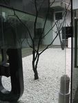 枯树