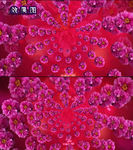 节日唯美富贵红牡丹花开视频背景