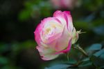 玫瑰花