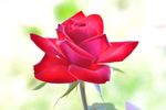 玫瑰花