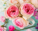 玫瑰花