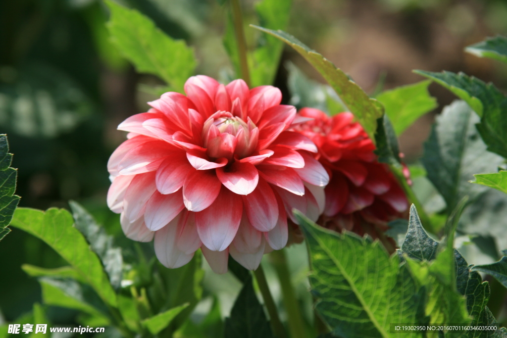 大丽花