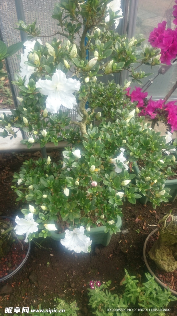 九里香花
