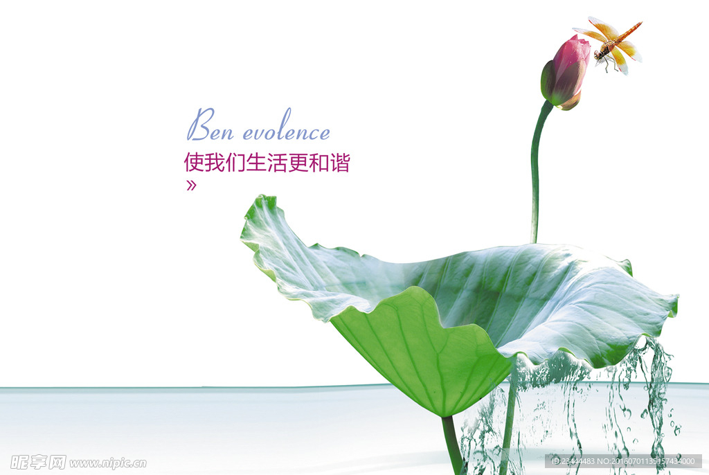 荷花