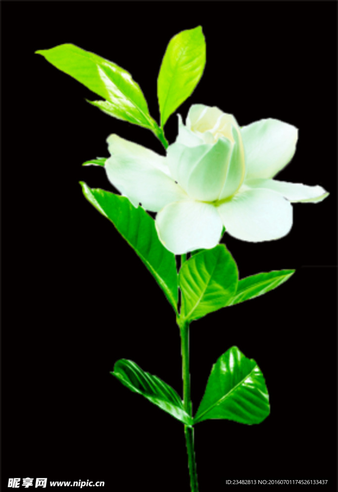 花