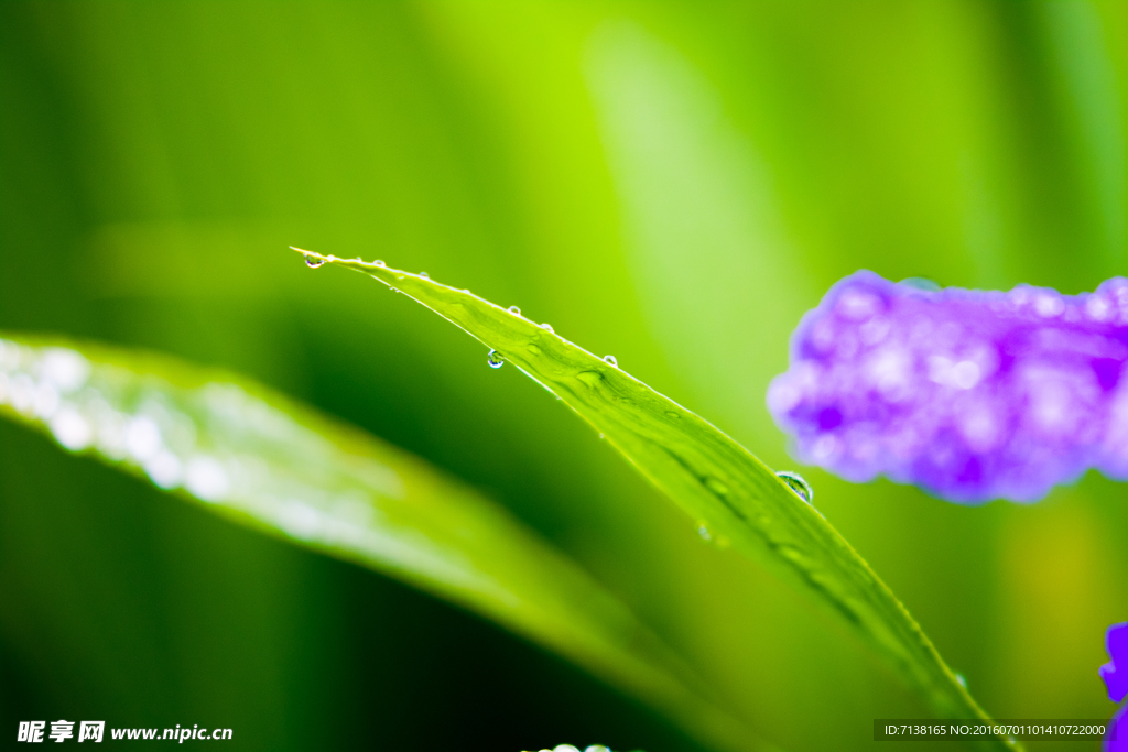 雨后绿叶