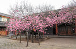 樱花树