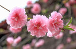 樱花特写
