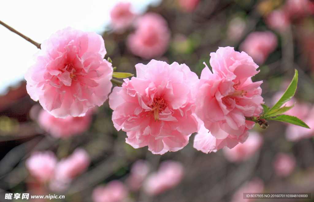 樱花特写
