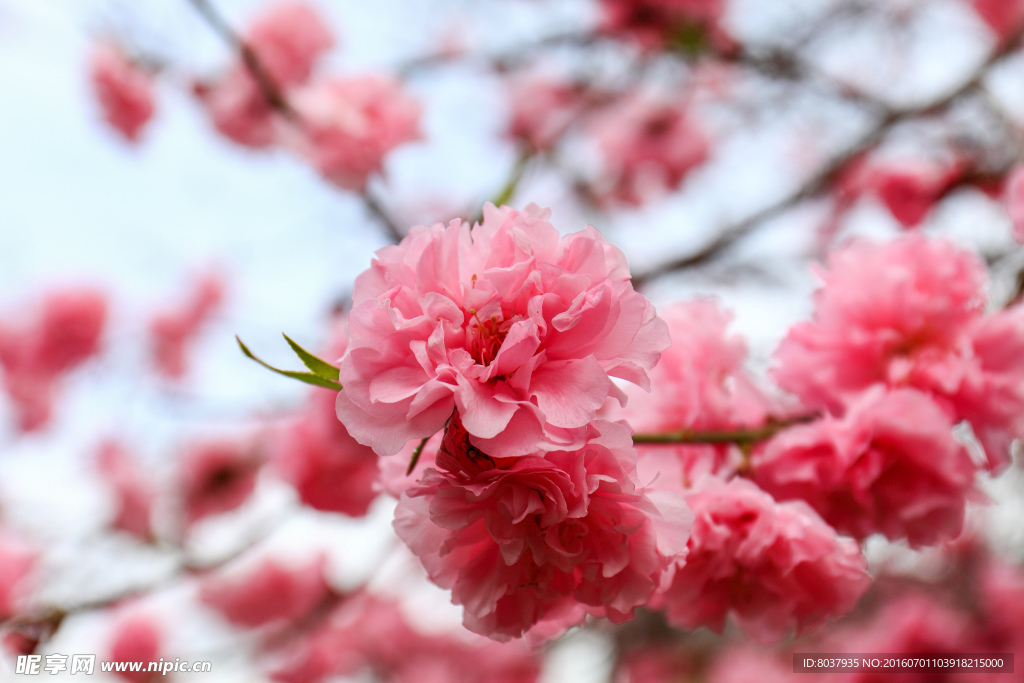 樱花特写