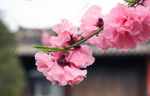 樱花特写