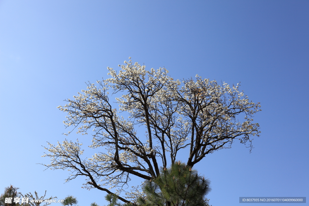 繁花枝头
