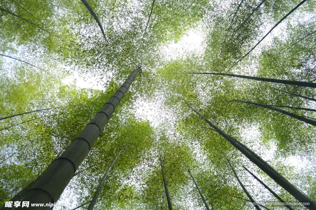 竹林