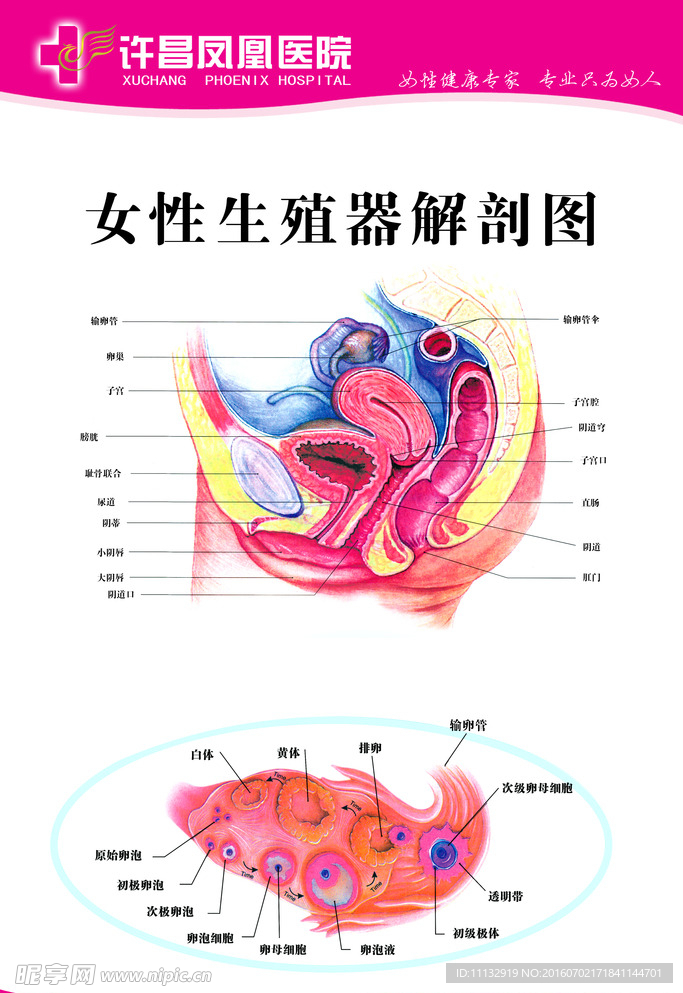 医院妇科科室挂图