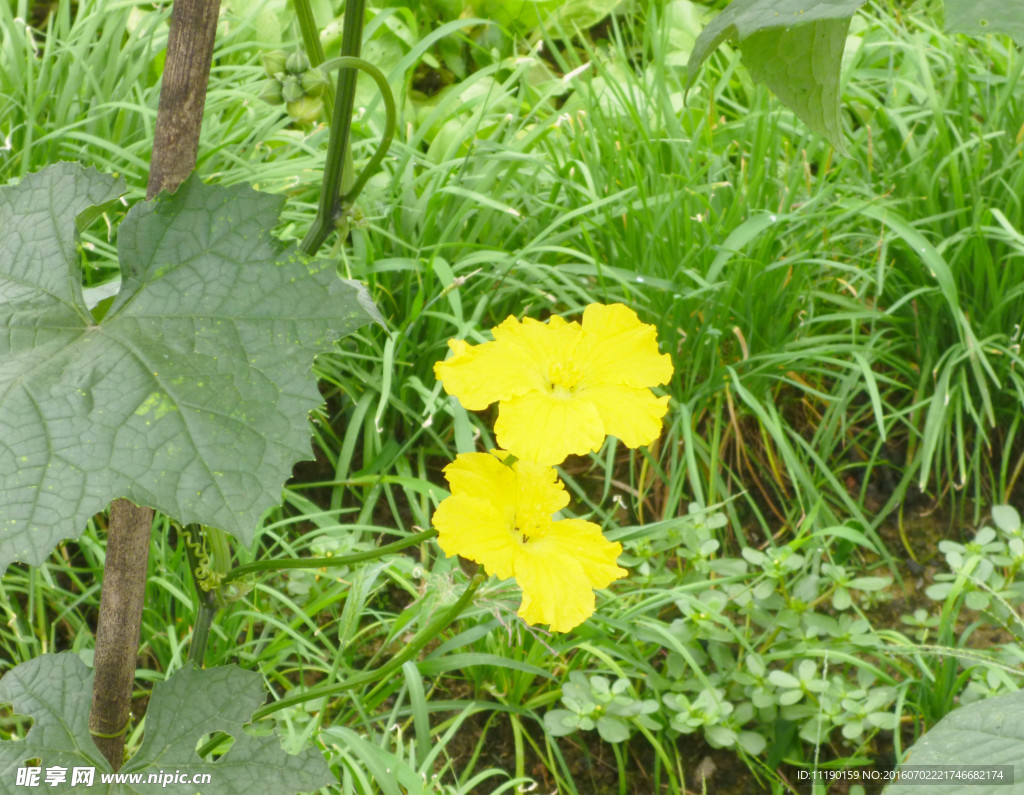 丝瓜花