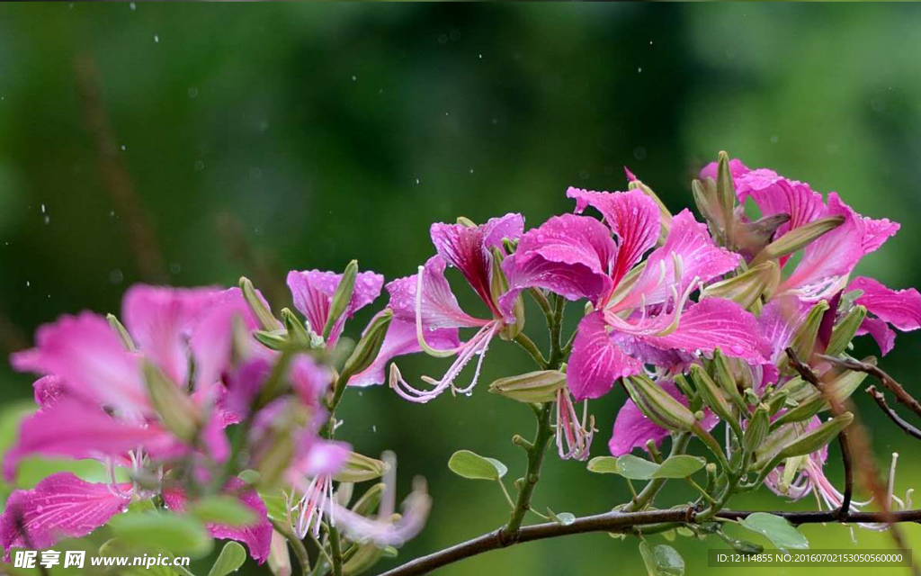 紫薇花