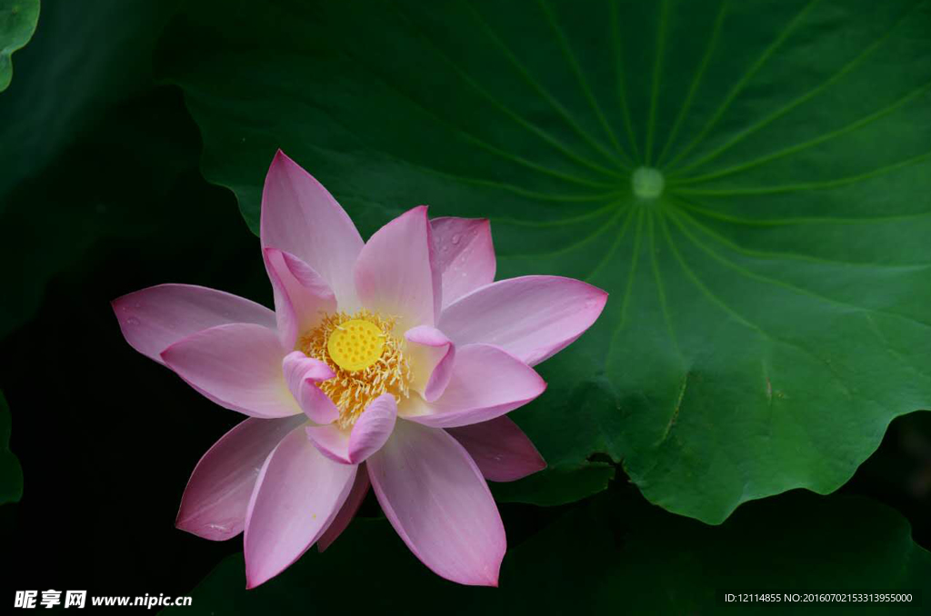 荷花