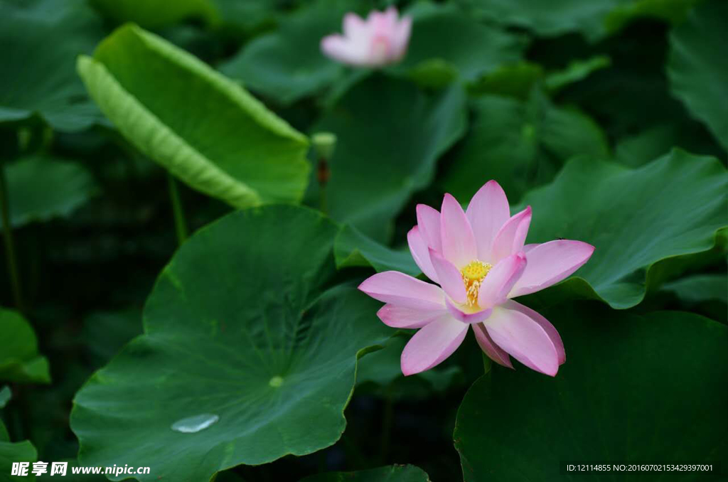 荷花