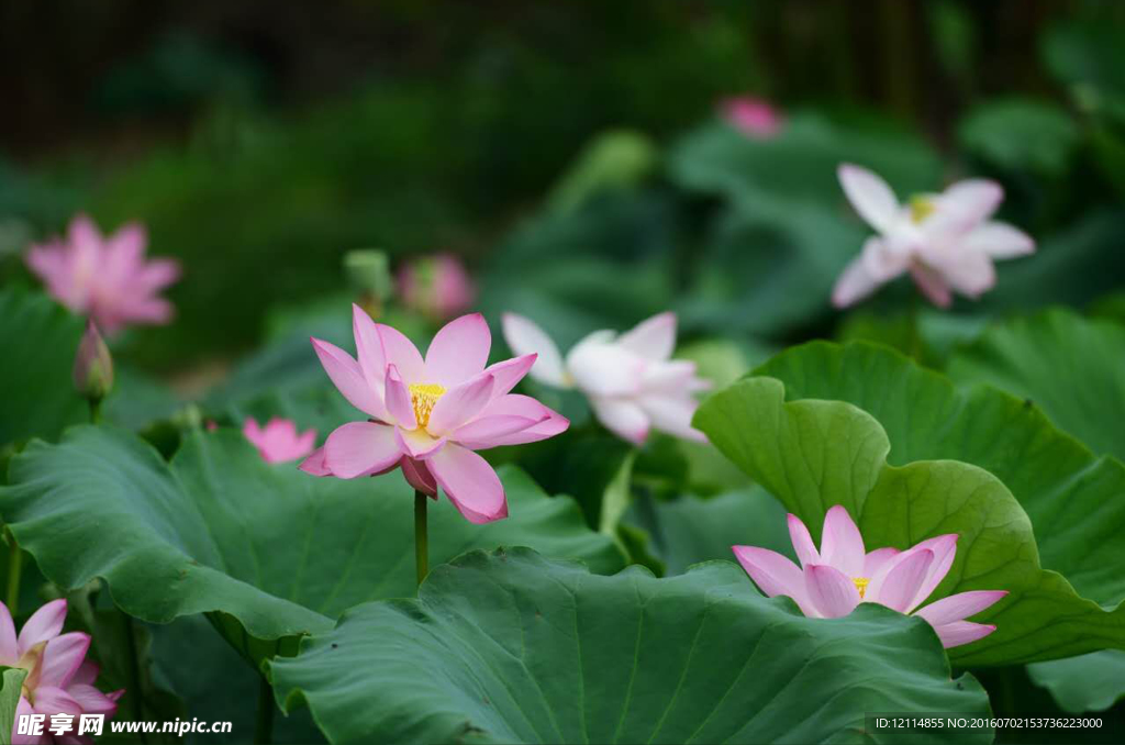 荷花