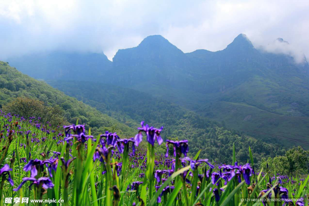 鸢尾花