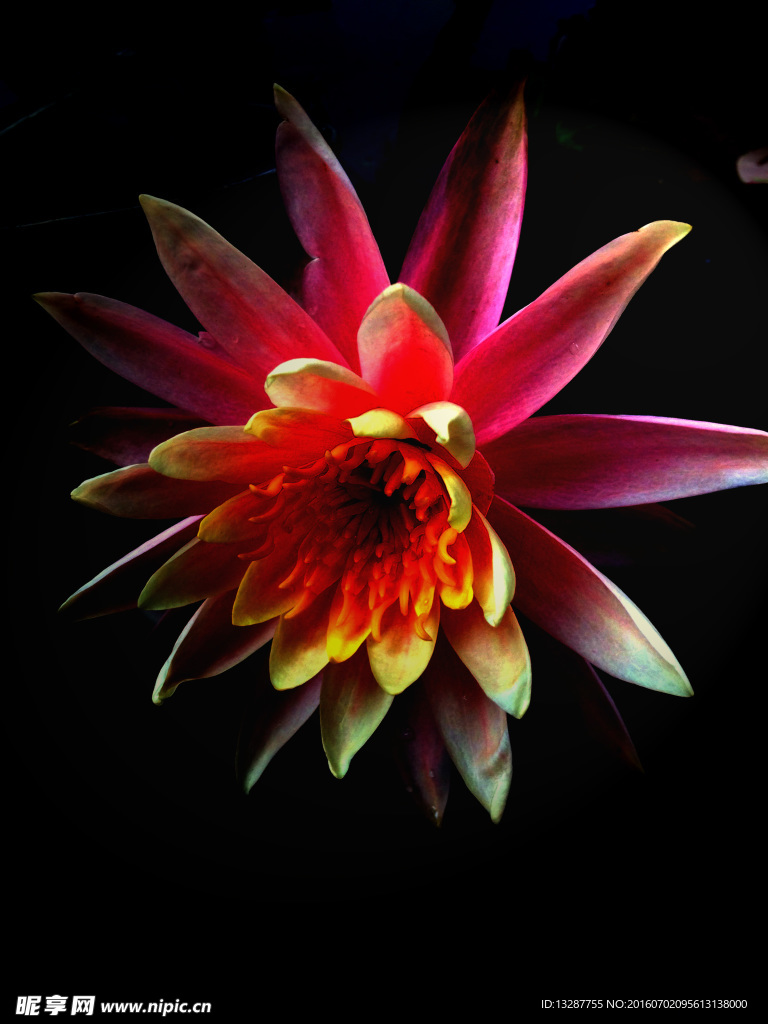 睡莲花