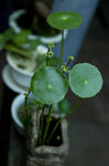 植物