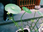植物