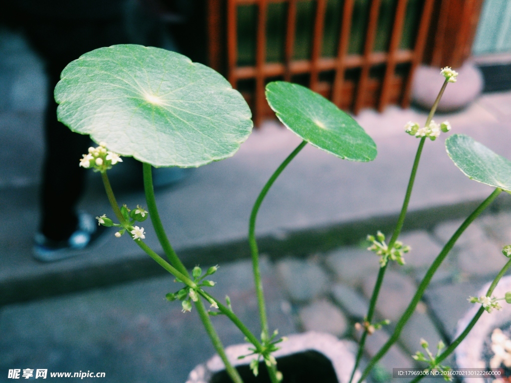 植物