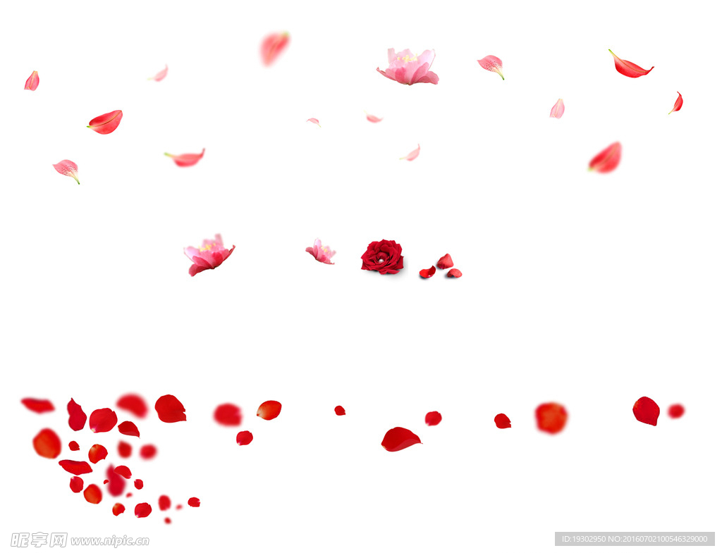 玫瑰花瓣