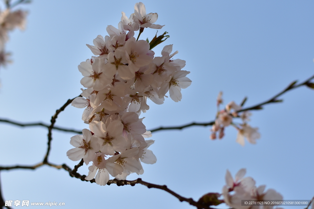 樱花争艳
