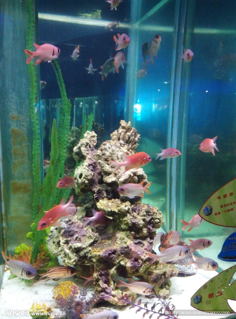 海洋生物