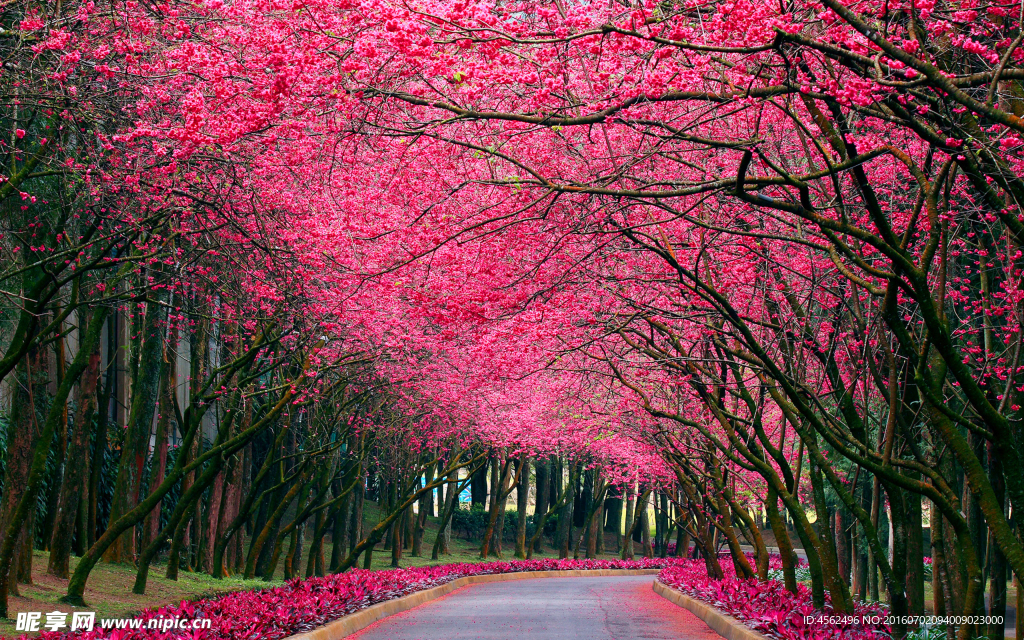 满树桃花