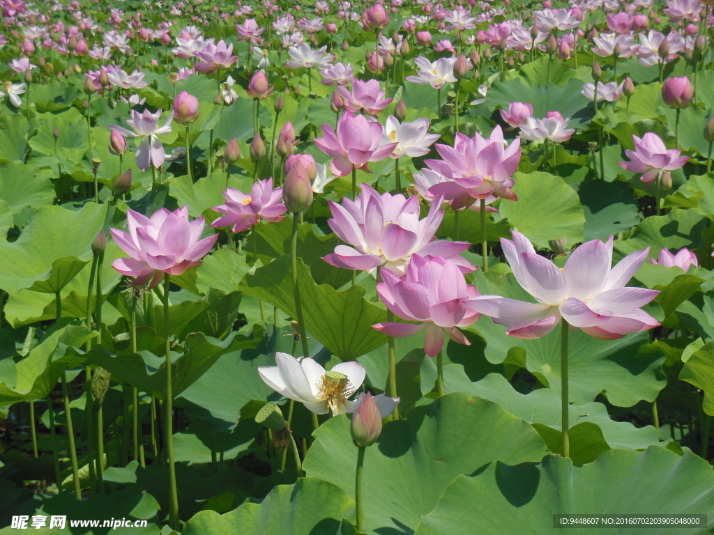 荷花