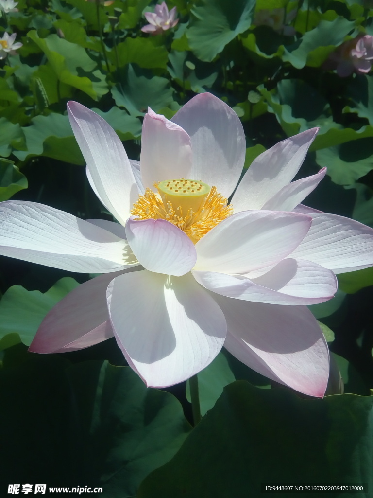 荷花