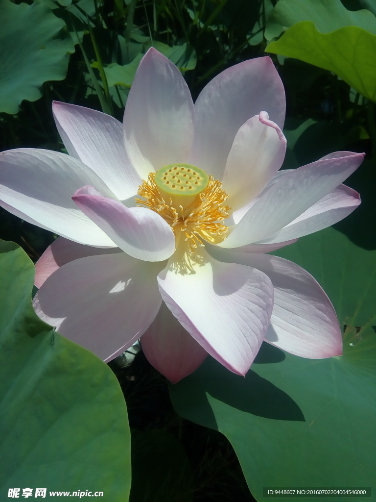 荷花