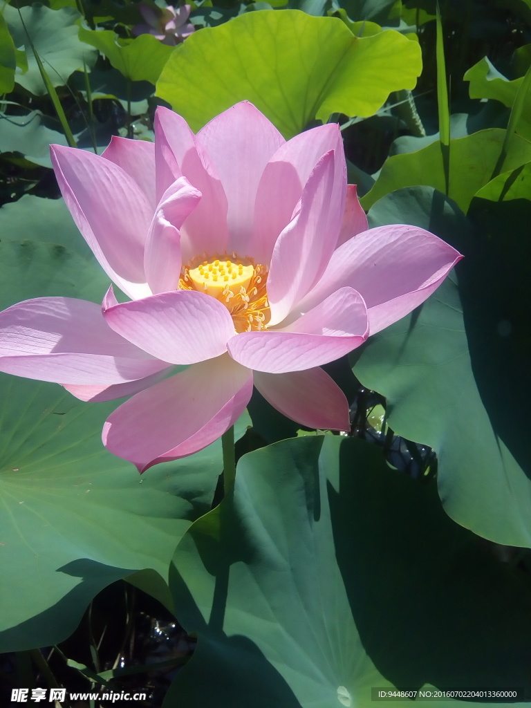 荷花