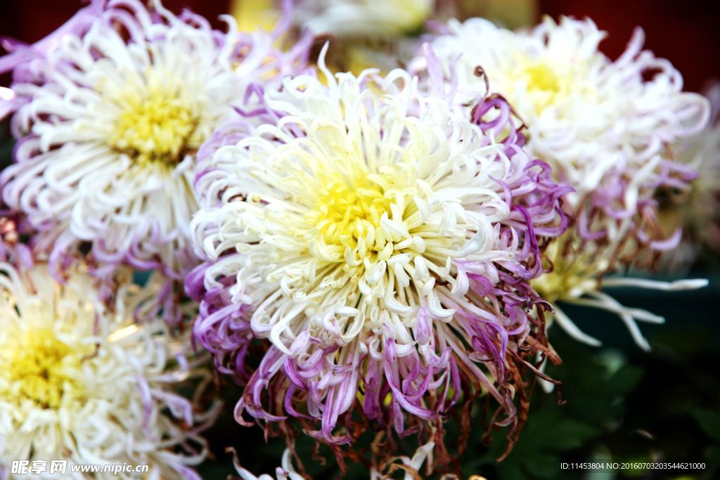 菊花