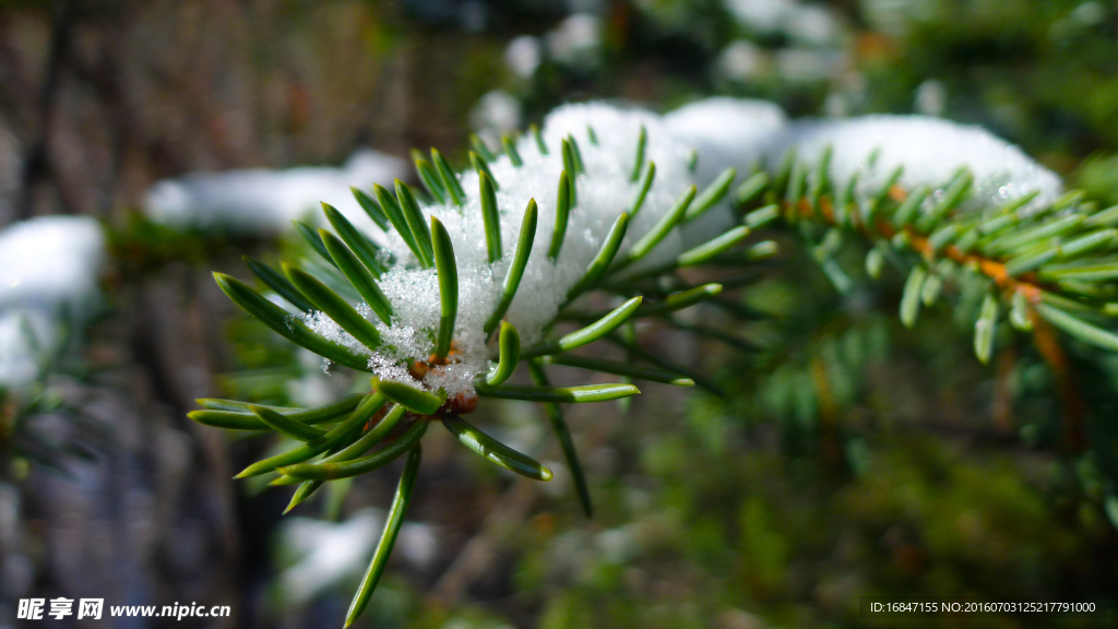 雪松