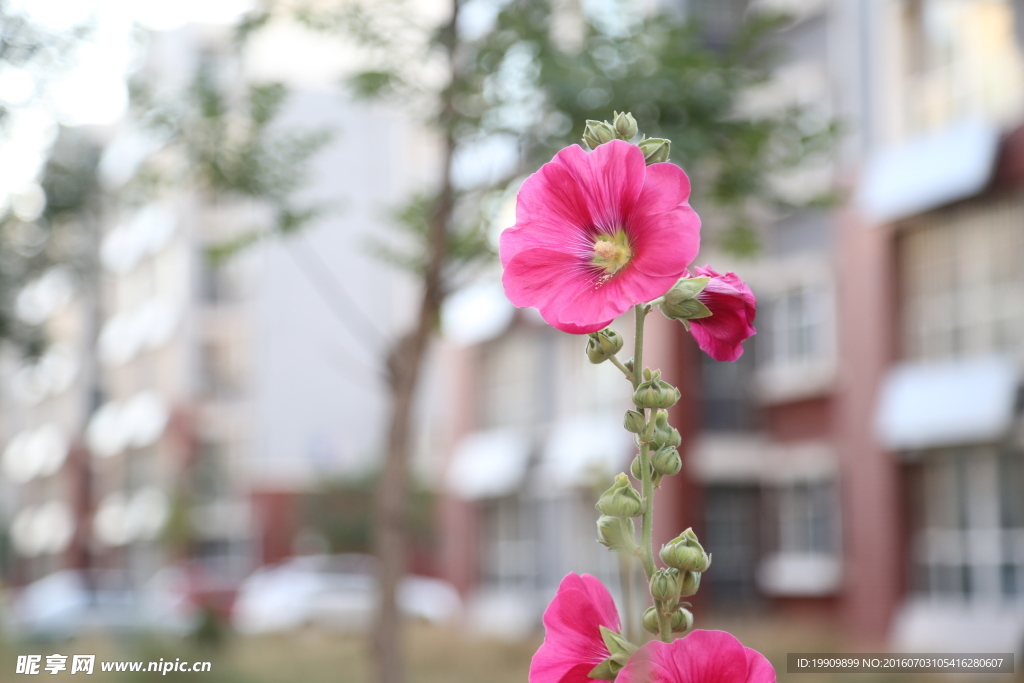 蜀葵花