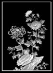 菊