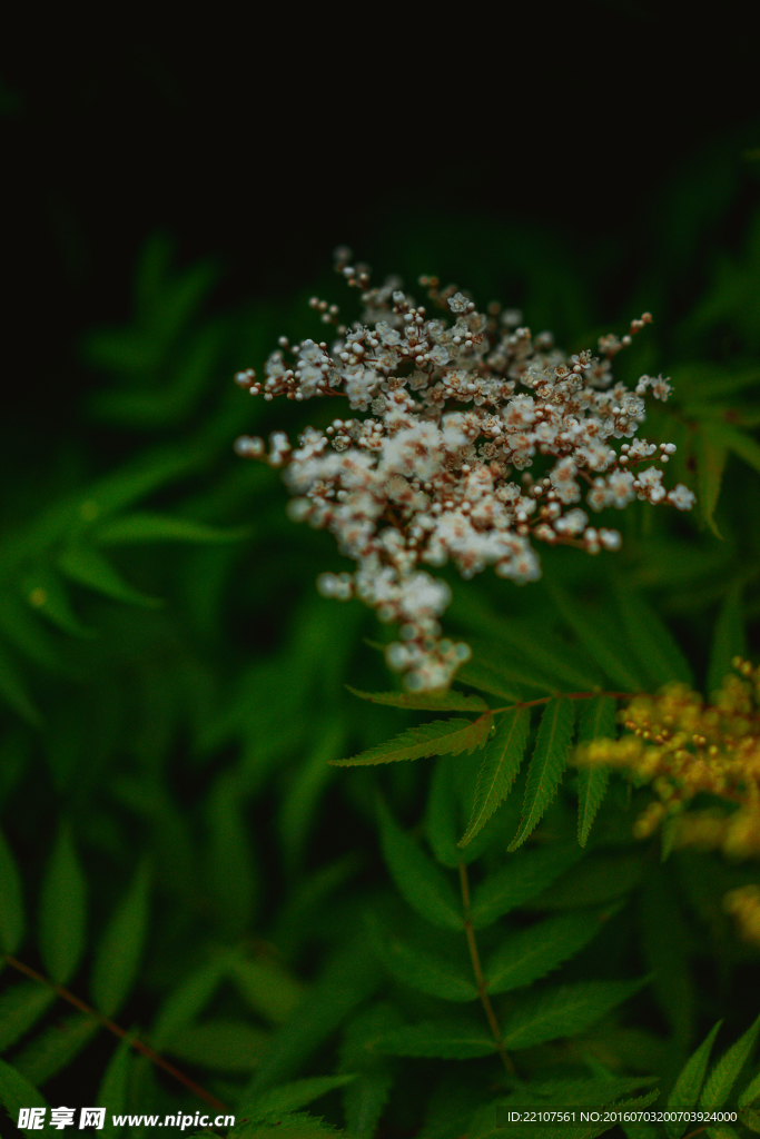 珍珠花