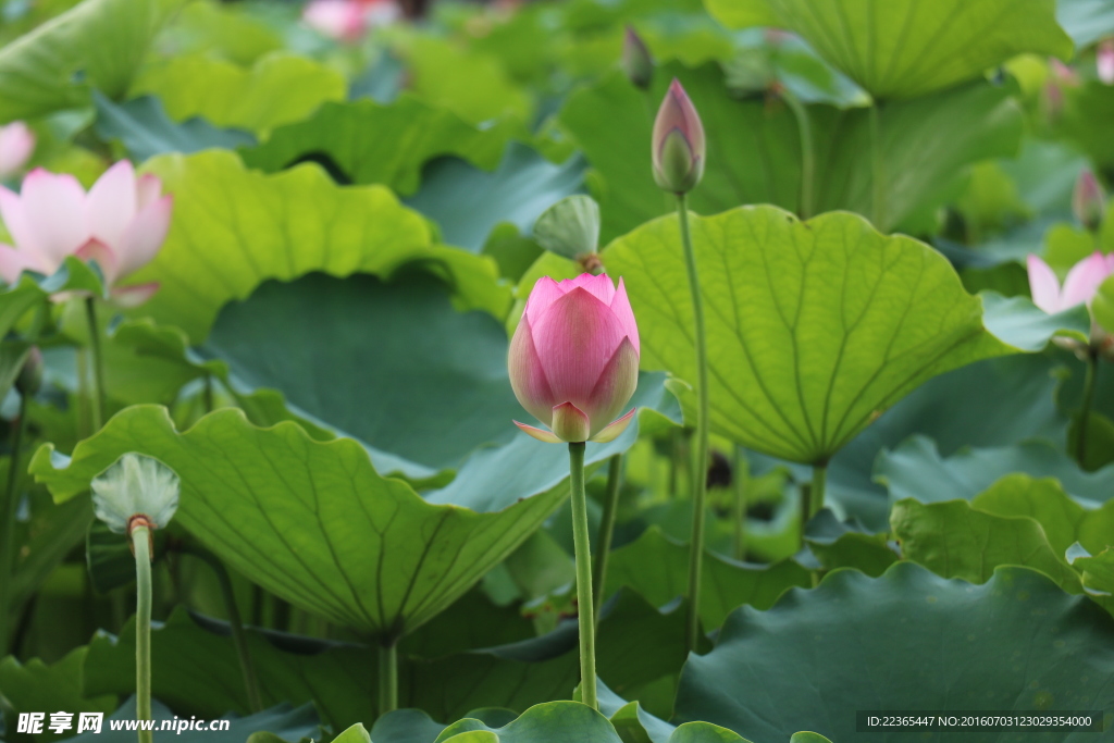 荷花